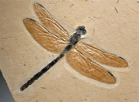 fossil dragonfly for sale